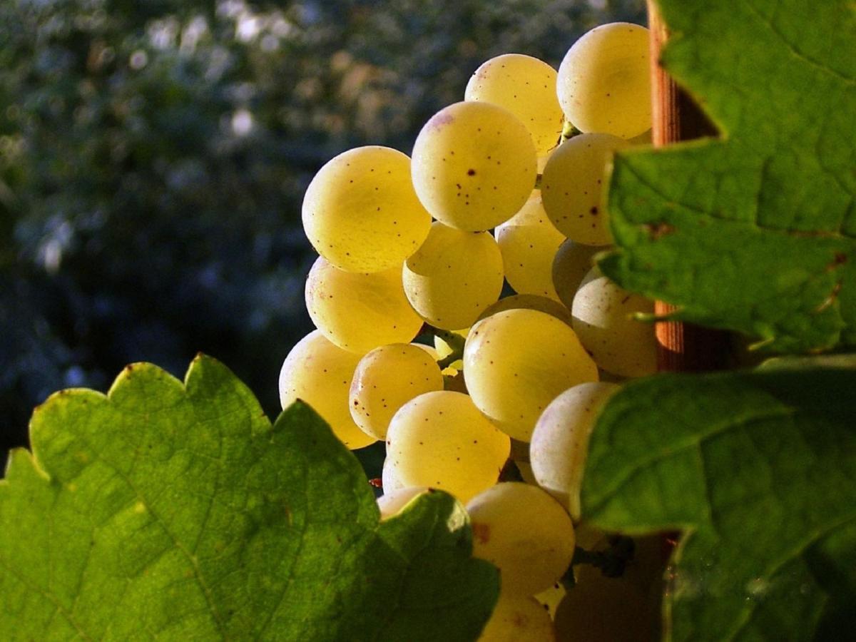 Asbacher Klosterkeller Stratzing Εξωτερικό φωτογραφία