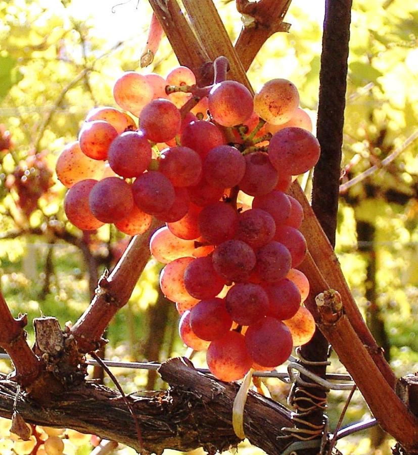 Asbacher Klosterkeller Stratzing Εξωτερικό φωτογραφία